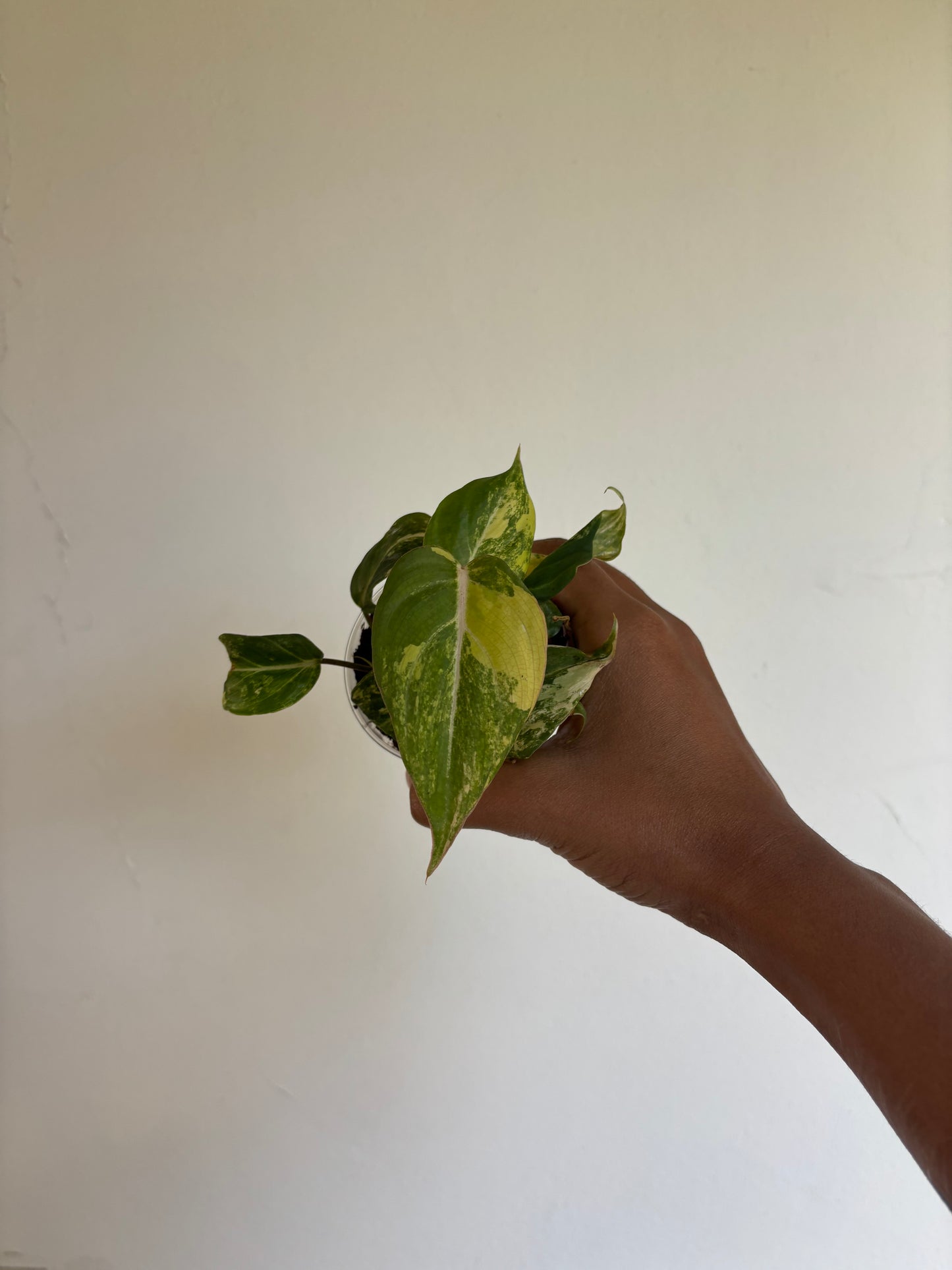Philodendron Gloriosum Variegated 3” - Growers Choice