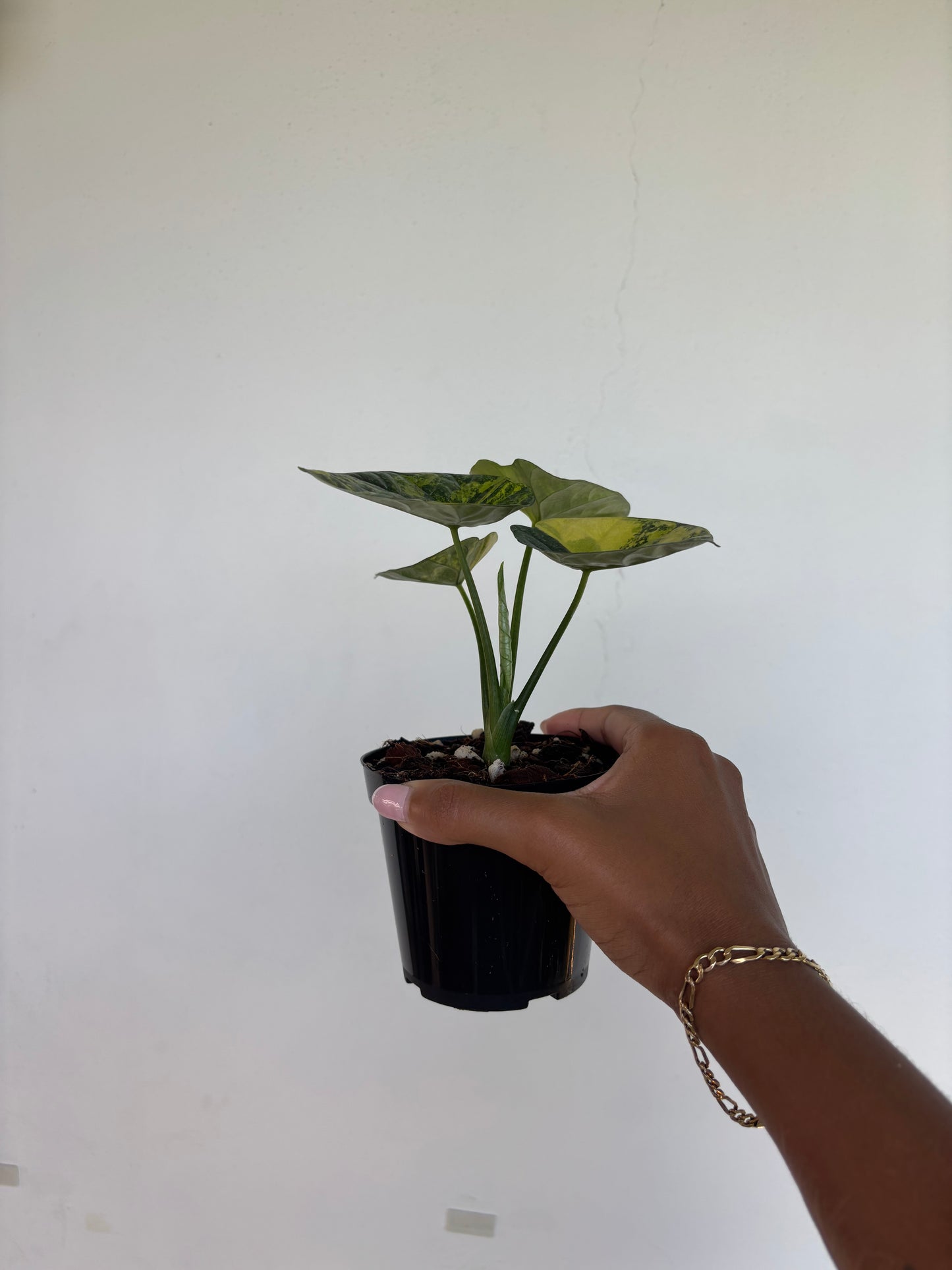 Alocasia Sinuata Variegated 4” - Growers Choice