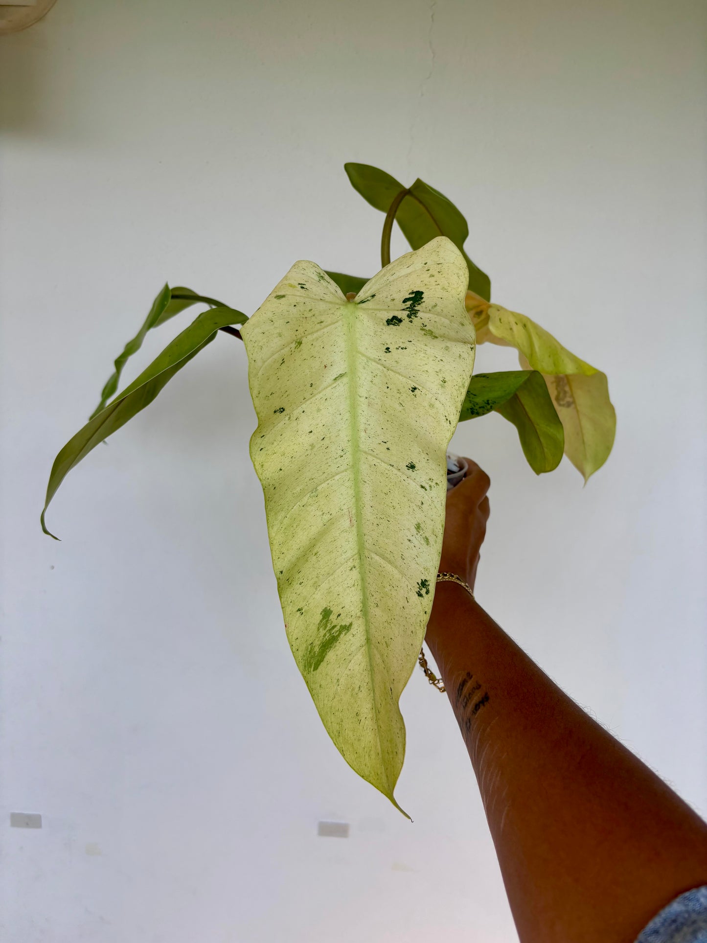 Philodendron Whipple Way 5” - Growers Choice