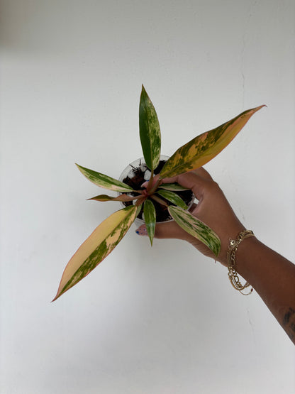 Philodendron Caramel Marble 3" - Growers Choice