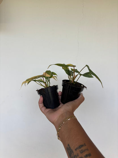 Philodendron Gloriosum Variegated 3” - Growers Choice