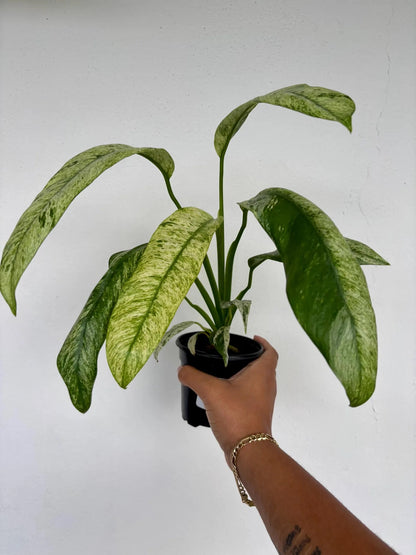 Epipremnum Giganteum Variegated 4/5"