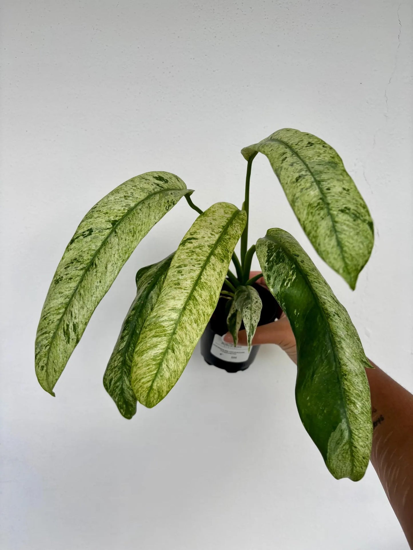 Epipremnum Giganteum Variegated 4/5"