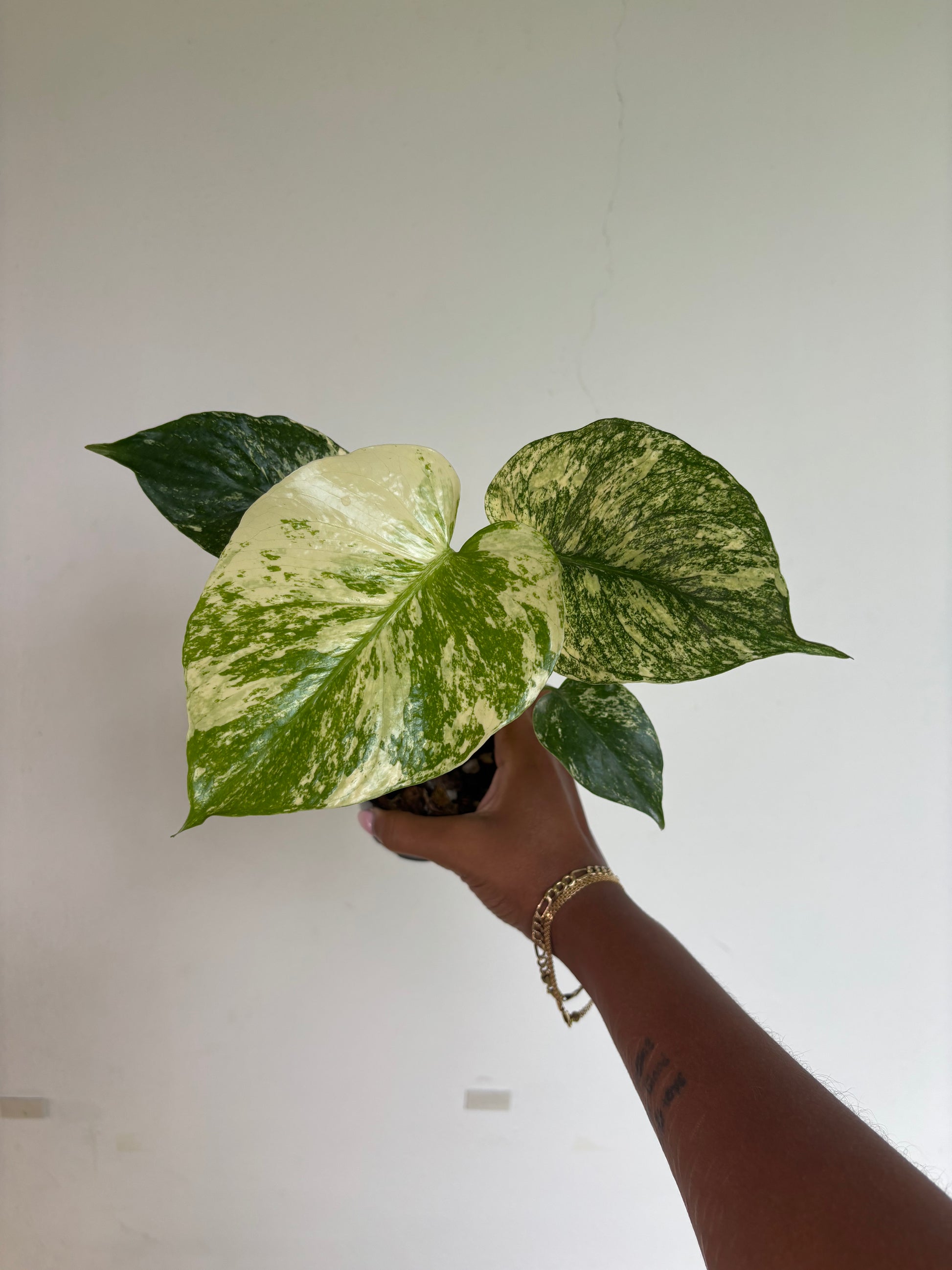 monstera white monster Monstera White Monster 4”