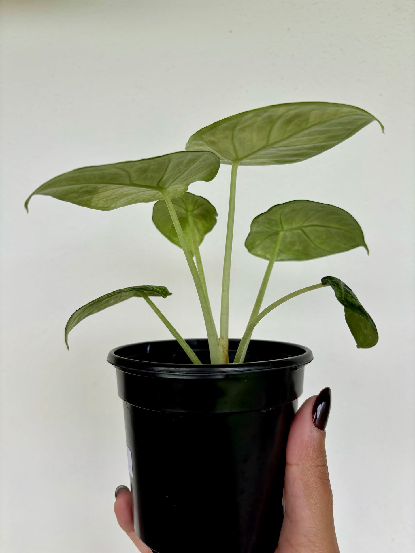 Alocasia Black Velvet Ninja Variegated 4"