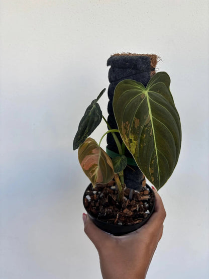 Philodendron Melanochrysum Variegated 4"