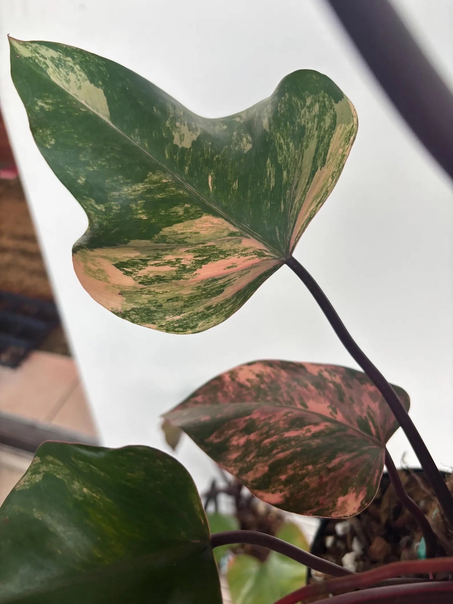 Philodendron Strawberry Shake 6"