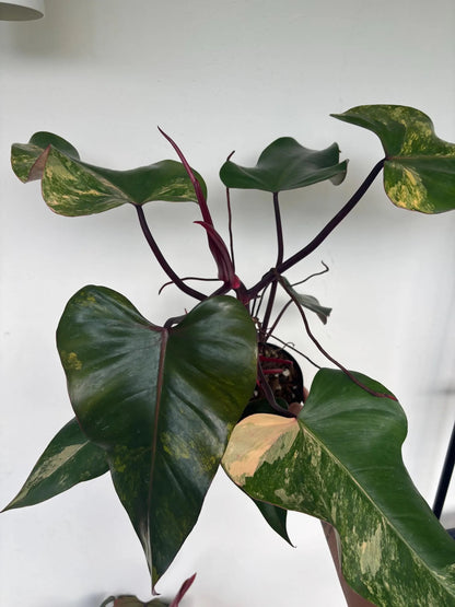 Philodendron Strawberry Shake 6"