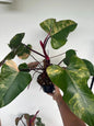 Philodendron Strawberry Shake 6"