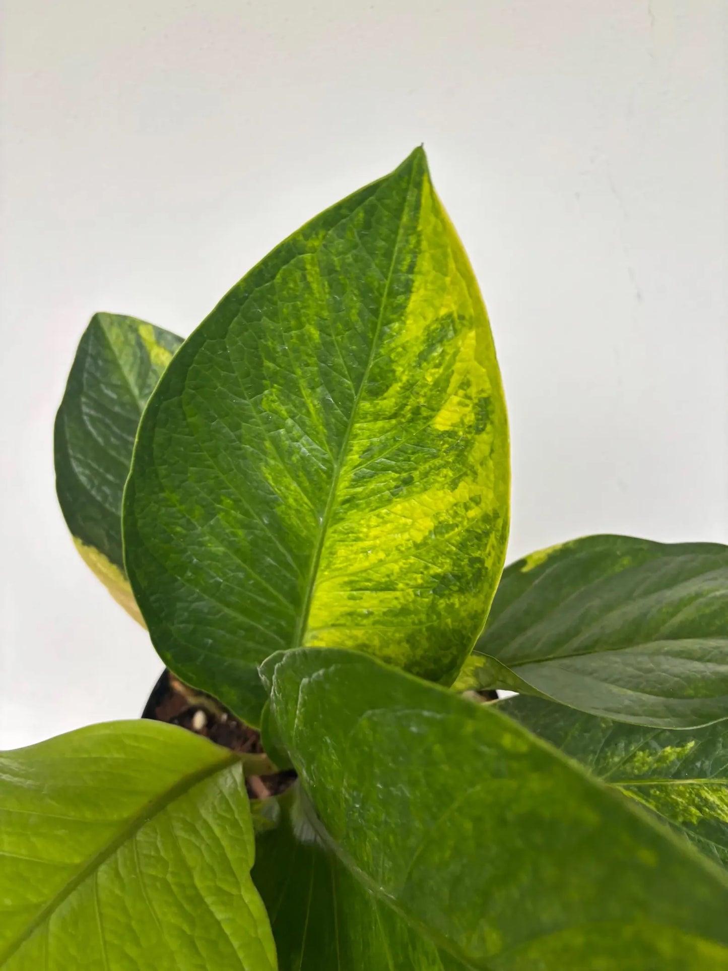 ANTHURIUM JENNMANII VARIEGATED 8"