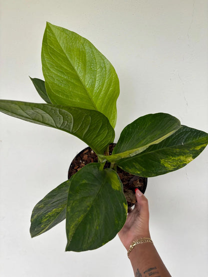 ANTHURIUM JENNMANII VARIEGATED 8"