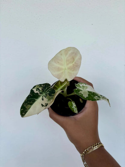 Alocasia Black Velvet Pink Variegated 3" - Growers Choice