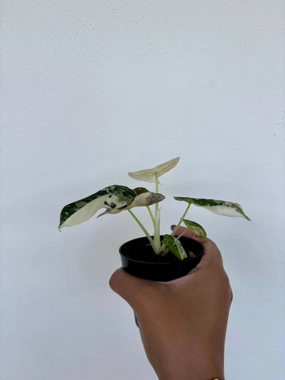 Alocasia Black Velvet Pink Variegated 3" - Growers Choice