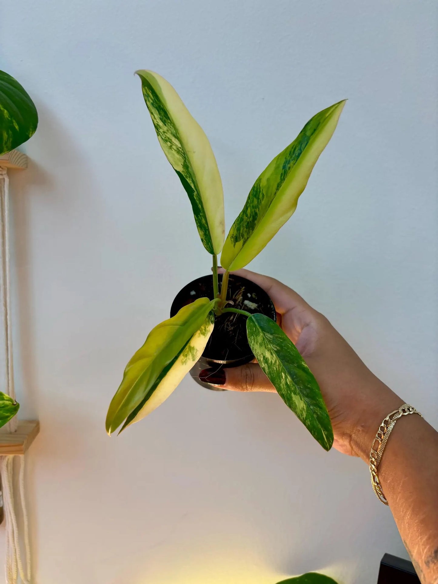 Philodendron Caramel Marble 3"