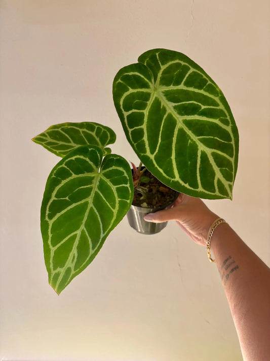 Anthurium DORAYAKI x CRYSTALLINUM 4"