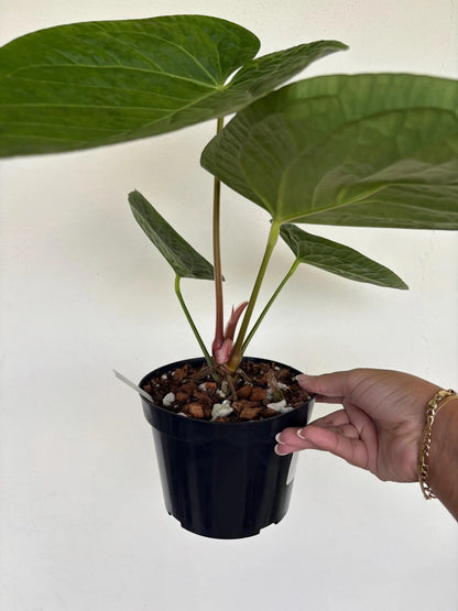 Anthurium DORAYAKI SILVER x LUXURIANS 6"