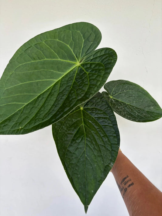 Anthurium DORAYAKI SILVER x LUXURIANS 6"