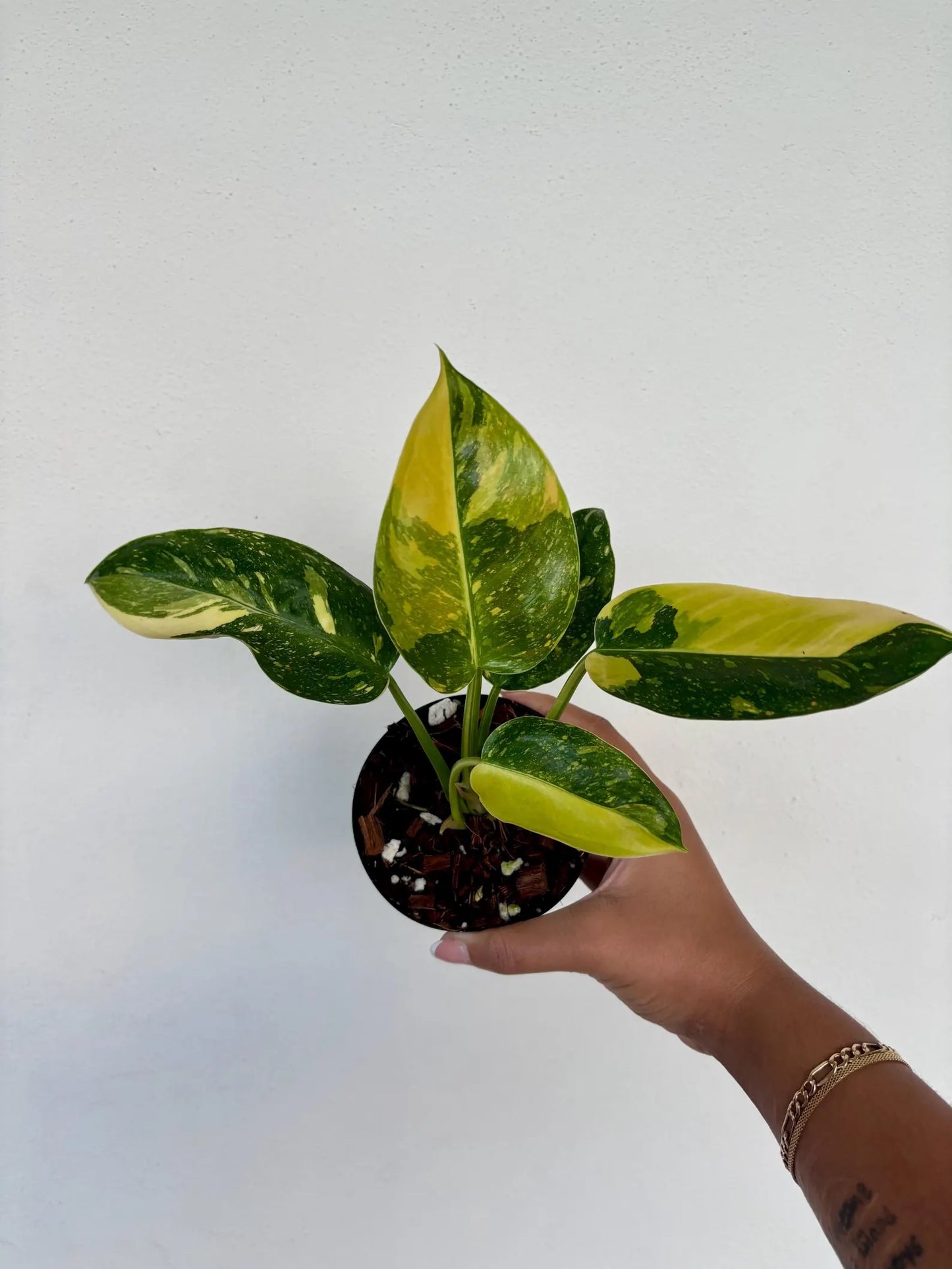 Philodendron Green Congo Nuclear Variegated 4" - Growers Choice