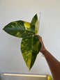 Philodendron Green Congo Nuclear Variegated 5"