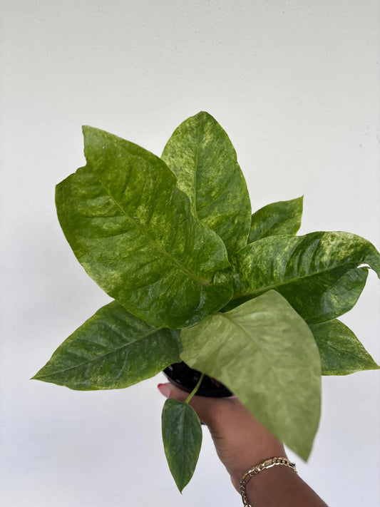 Anthurium Hookeri Variegated 4"