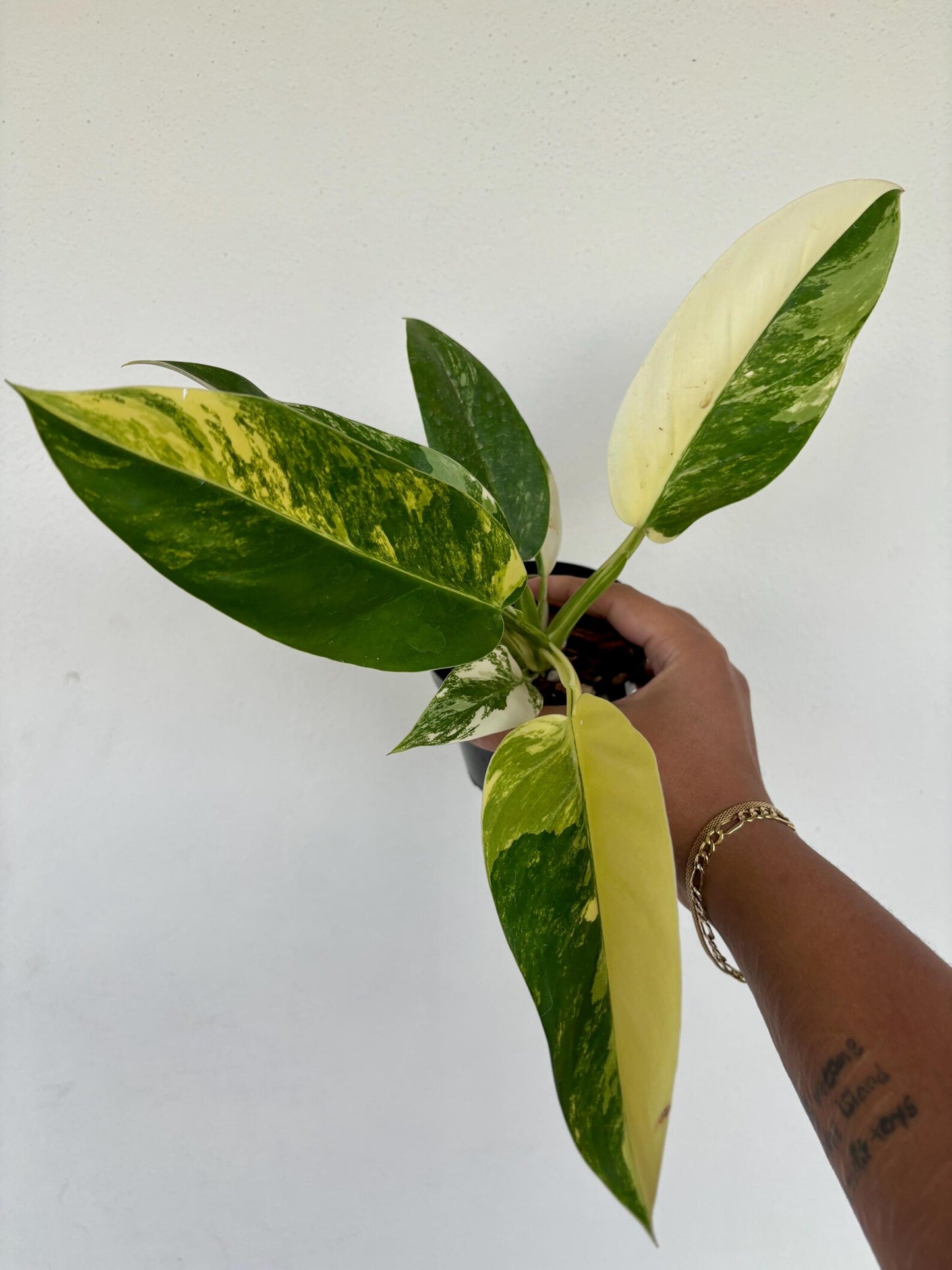 Philodendron Imperial Variegated 4"