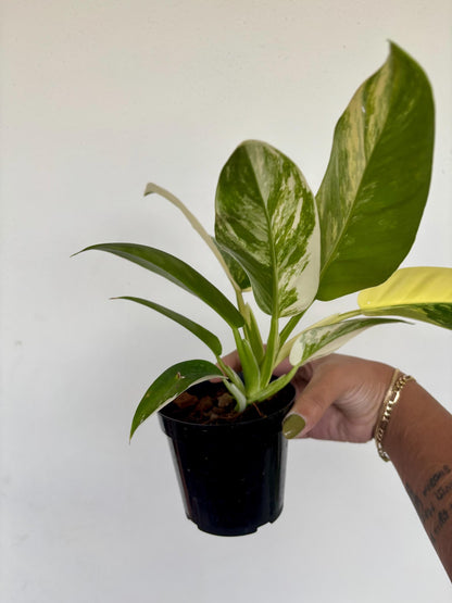 Philodendron Imperial Variegated 4"