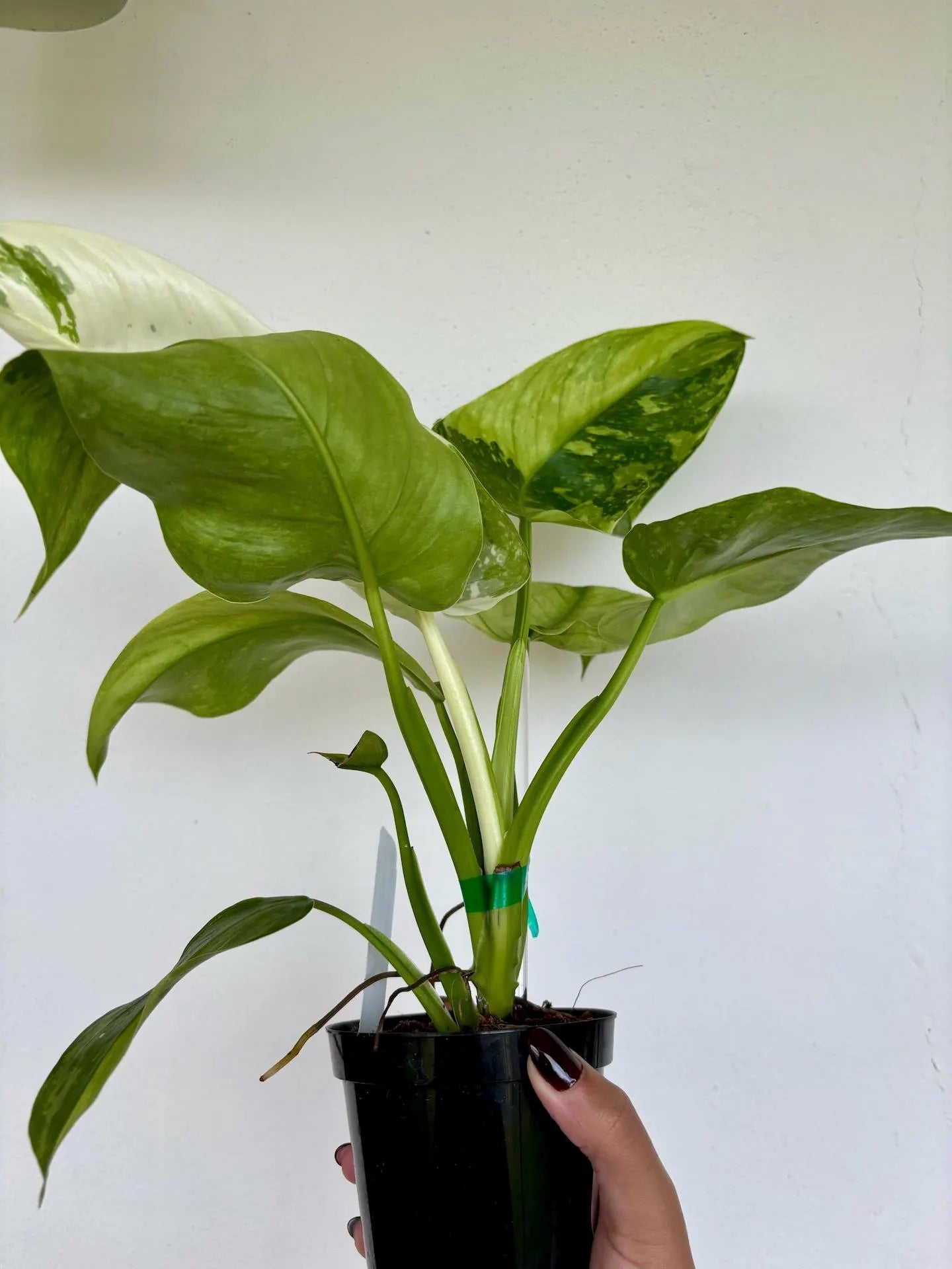 Philodendron Jose Bueno 4"