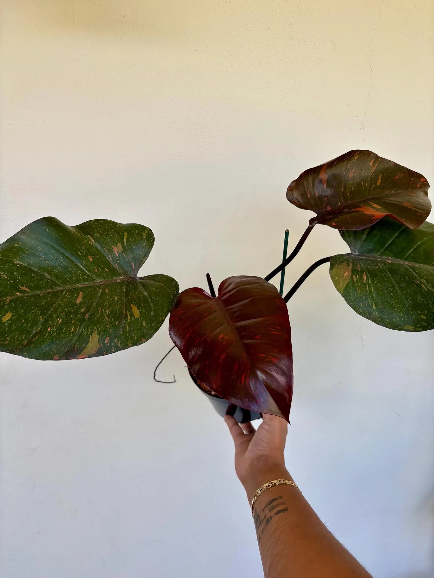 Philodendron Orange Princess 6"