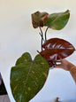 Philodendron Orange Princess 6"