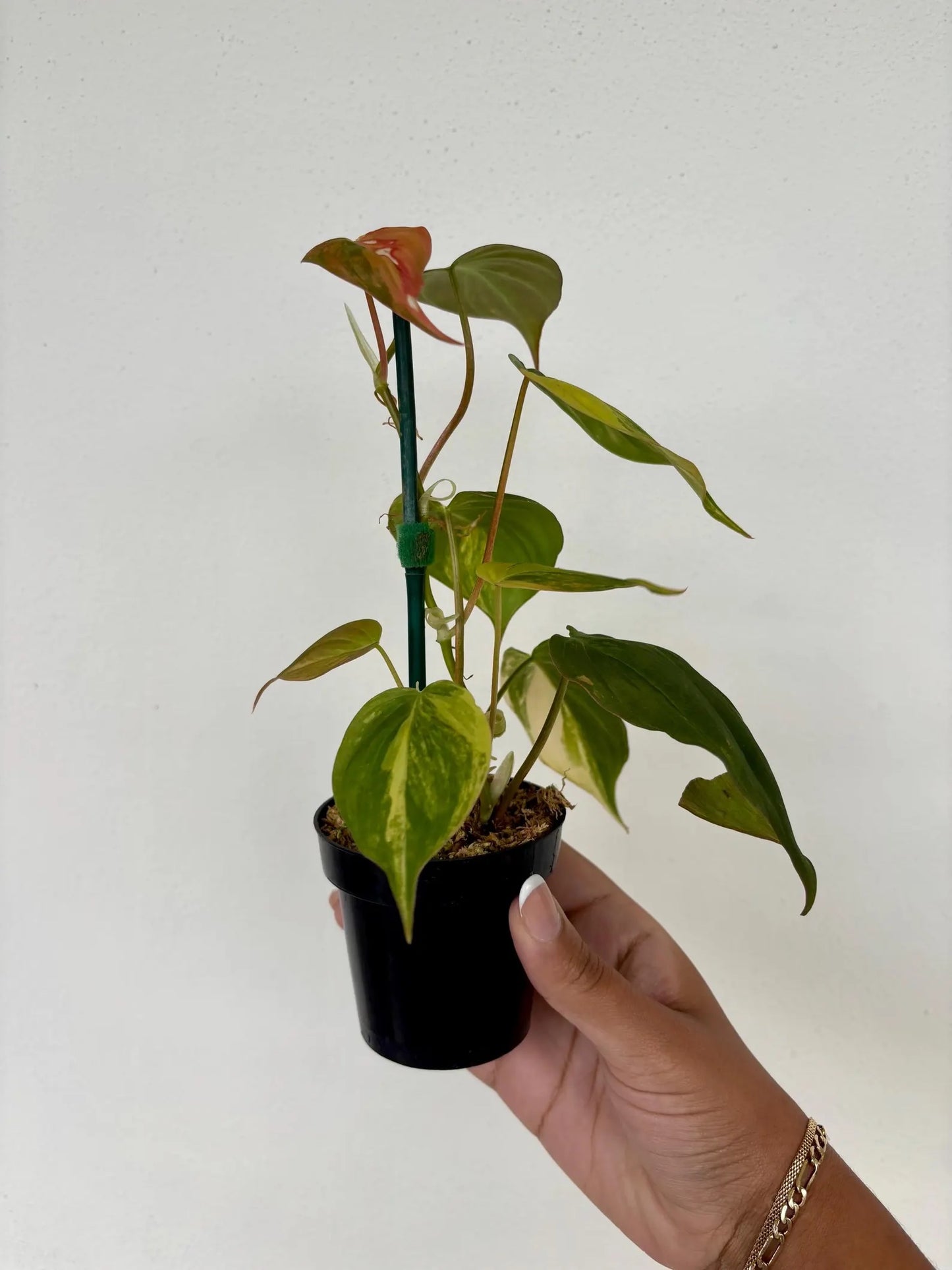 Philodendron Micans Aurea Variegated 3"