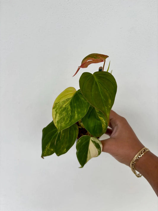 Philodendron Micans Aurea Variegated 3"