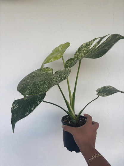 Mint Monstera 5"