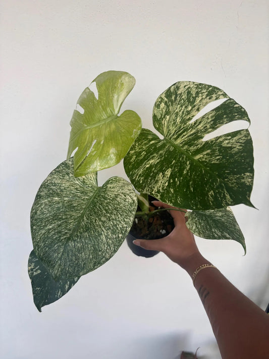 Mint Monstera 5"