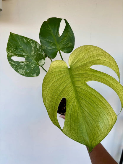 Mint Monstera 6"