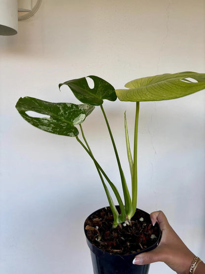 Mint Monstera 6"