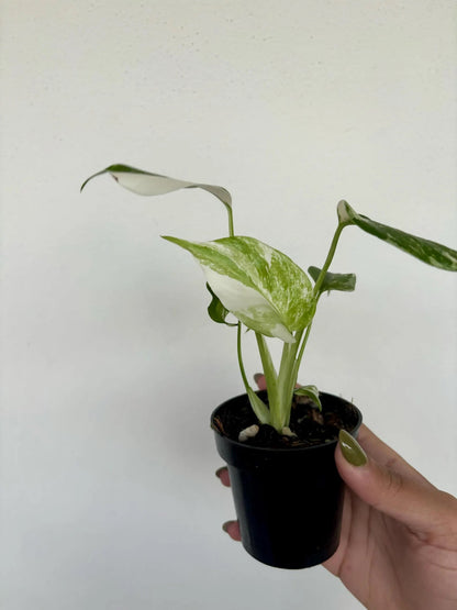 Monstera Albo 3"