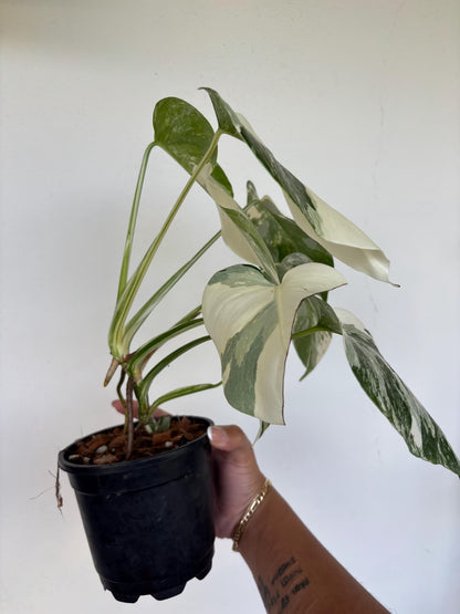 Monstera Albo 5"