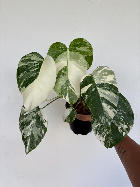 Monstera Albo 5"