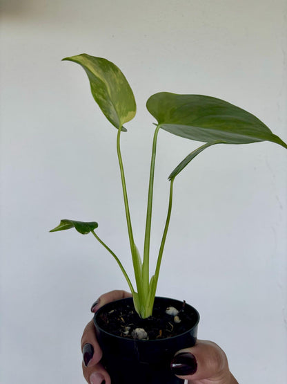 Monstera Deliciosa Aurea LF