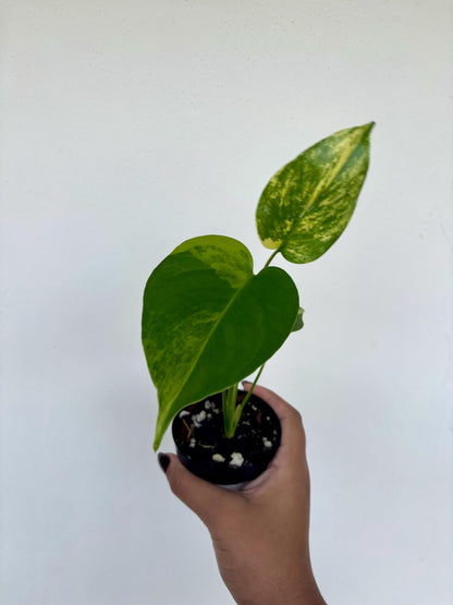 Monstera Deliciosa Aurea LF