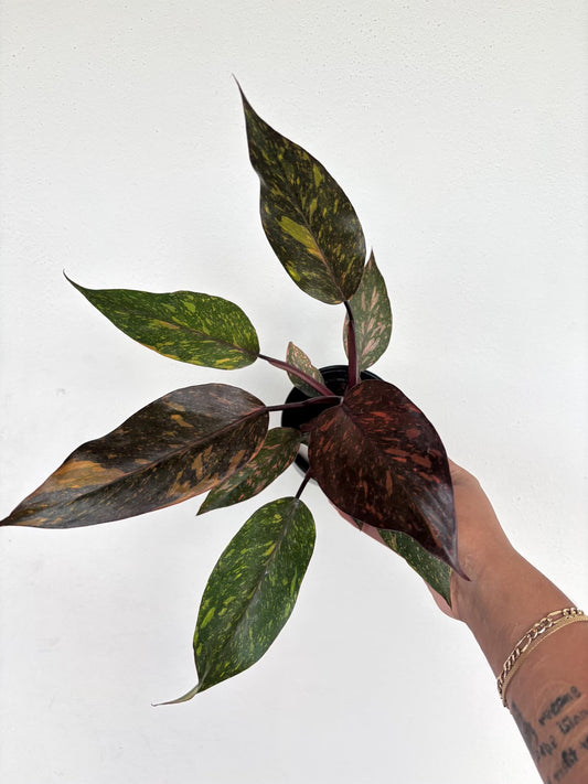 Philodendron Orange Princess Marble 4"