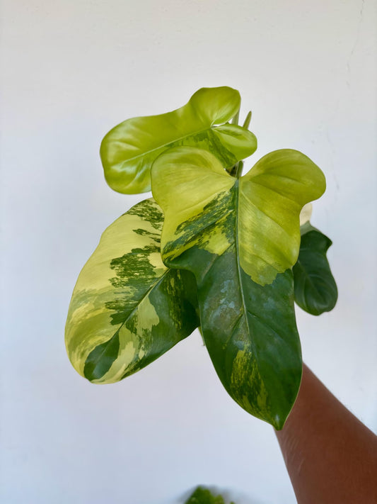 Philodendron Bipennifolium Variegated 4"