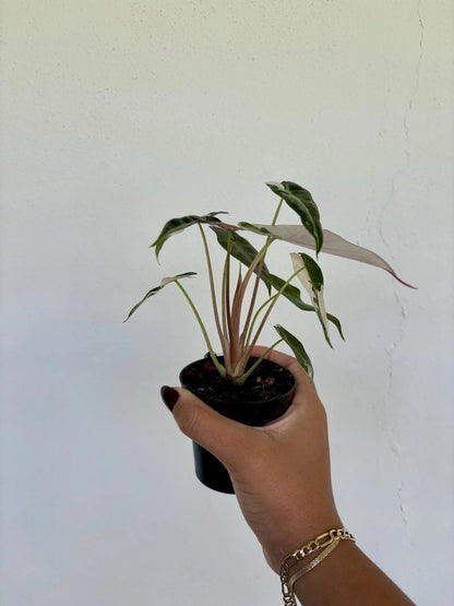 Alocasia Pink Bambino 3"