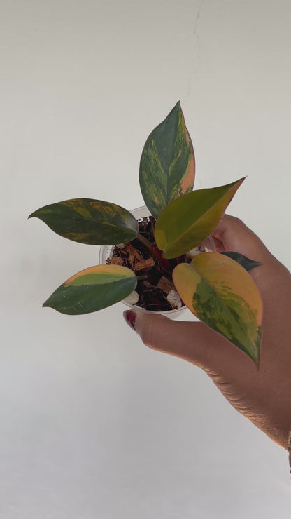 Philodendron Red Congo Variegated 3” - Growers Choice