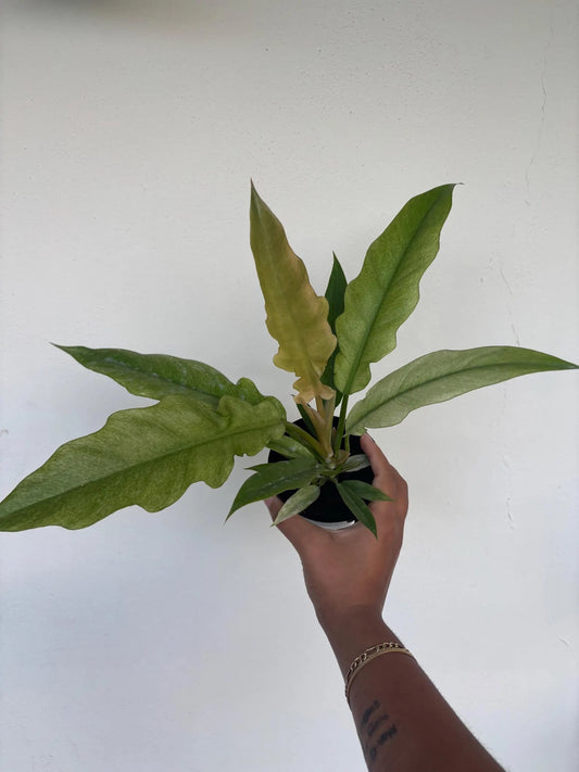 Philodendron Ring of Fire Mint 4"