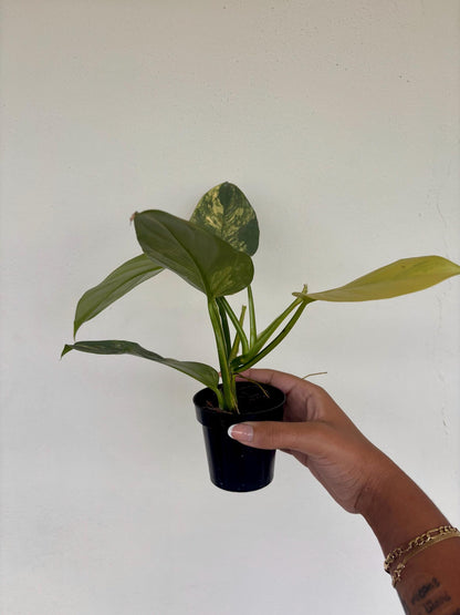 Philodendron Silver Sword Variegated 3"