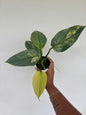 Philodendron Silver Sword Variegated 3"