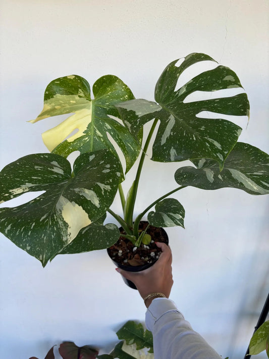 Monstera Thai Constellation 6"