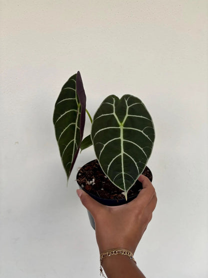 Alocasia Watsoniana Velvet 6"