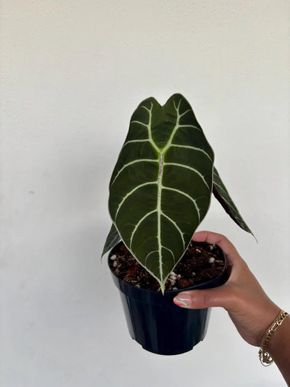 Alocasia Watsoniana Velvet 6"